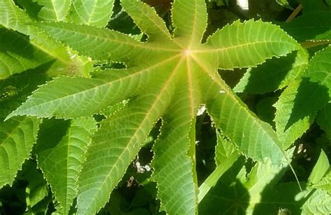 Medicine Examples 的图像结果