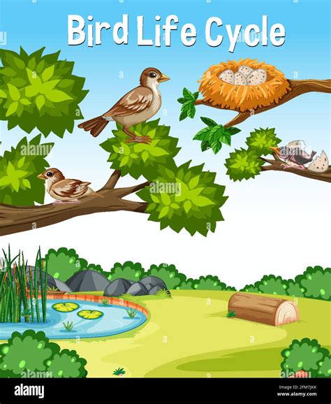 Bird Life Cycle font in outdoor nature scene illustration Stock Vector ...