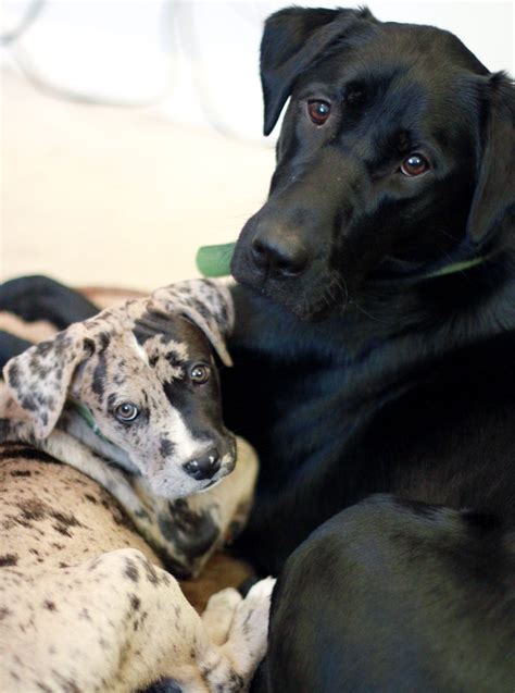 Great Dane Lab Mix Black And White at Emery Espinosa blog
