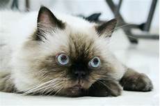 himalayan cats himalayan cat purrfect cat breeds himalayan cats himalayan cat purrfect cat breeds