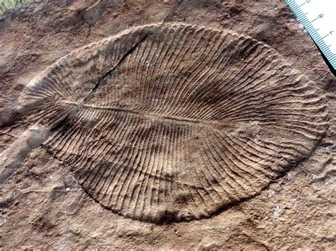 Dickinsonia Facts: The Mysterious Prehistoric Puzzle - Animals Discovered