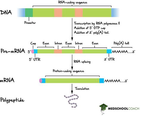 RNA Processing Steps 的图像结果
