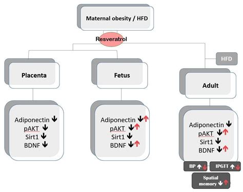 Effects of Maternal Resveratrol on Maternal High-Fat Diet/Obesity with ...