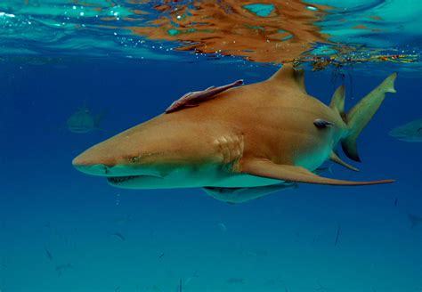 Our Top Ten Facts About Lemon Sharks | Original Diving