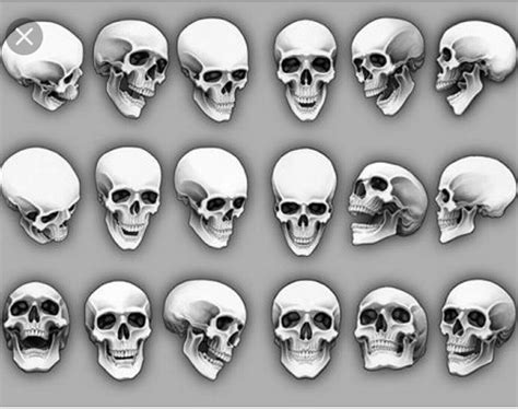 Human Skull Drawing Reference at GetDrawings | Free download