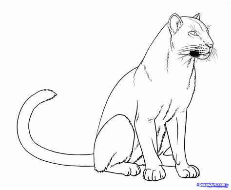 Panther Drawing