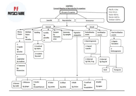 Image result for Concept Map Example
