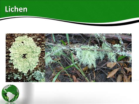 Ecology 的图像结果