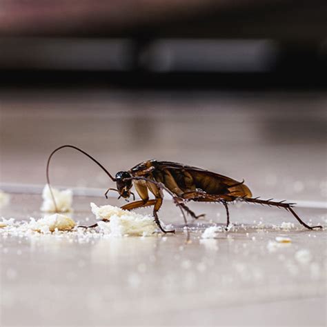 Cockroach Definition 的图像结果