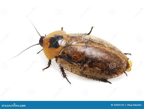 Image result for Large Cockroach
