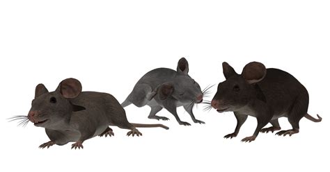 Image result for Unity Mouse