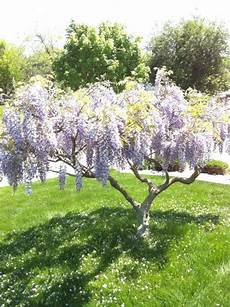 lilac tree weeping lilac tree reminds me of mississippi where i d lilac tree weeping lilac tree reminds me of mississippi where i d