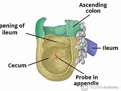 Image result for cecum