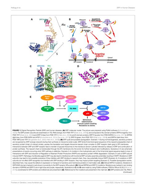 SOLUTION: Signal recognition particle in human diseases - Studypool