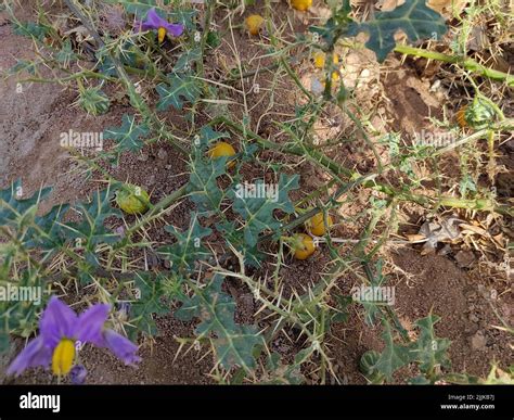 Solanum Xanthocarpum Plant