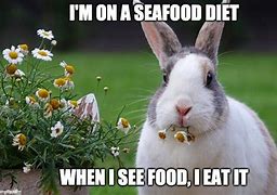 Image result for Funny Bunny Photos