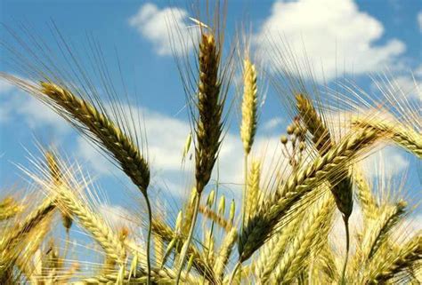 承包1000亩地种小麦，一亩地一年租金600元，你觉得前景如何？_种植