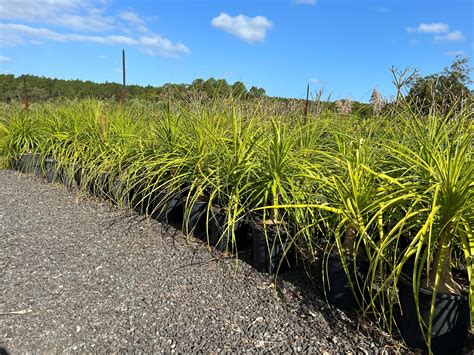 What is a Beaucarnea recurvata The Ponytail Palm - Elephant Foot Palm