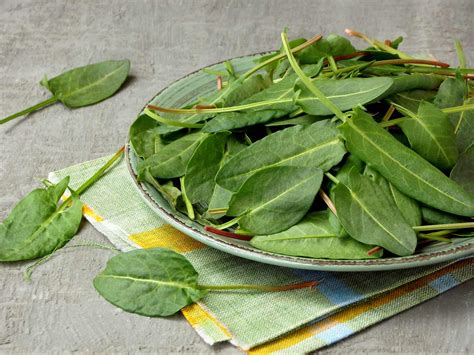 How to grow and care for sorrel | Love The Garden