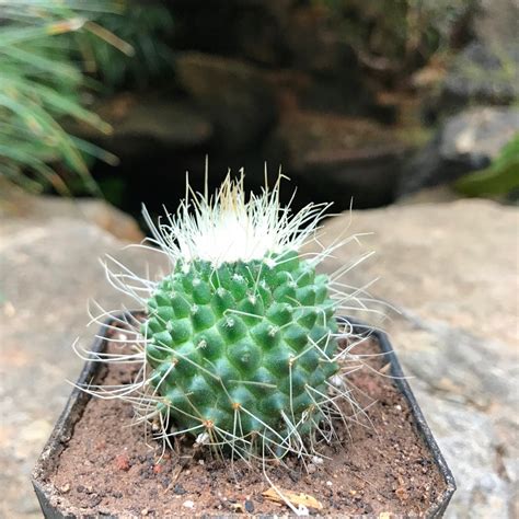 Mammillaria spinosissima cv. Un Pico Cactus Plant