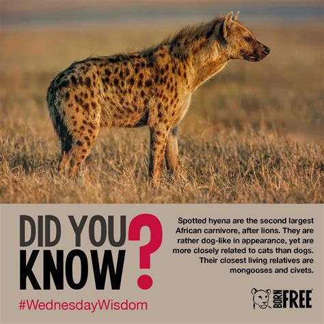 Are Hyenas More Related To Cats Than Dogs