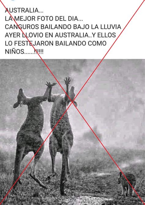 La foto de los canguros bajo lluvia fue premiada en 2014; no tiene que ...