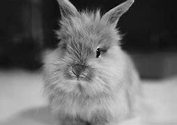 Image result for Cute Animals Bunny