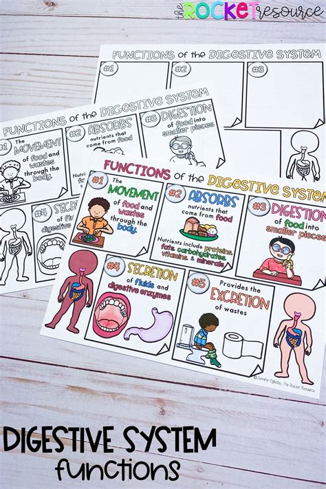 Image result for Digestive System Fun Activities