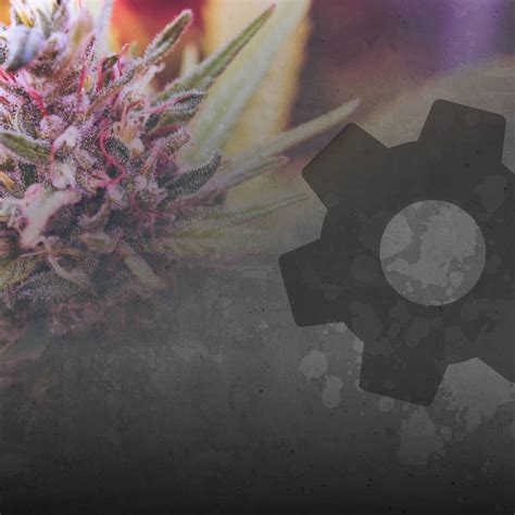 Image result for Soap Bar Hash