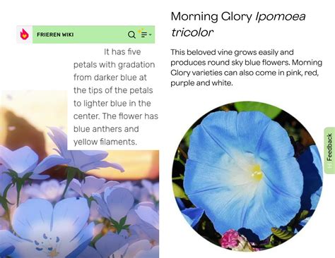 Is this the "blue moon weed" flower? : r/Frieren