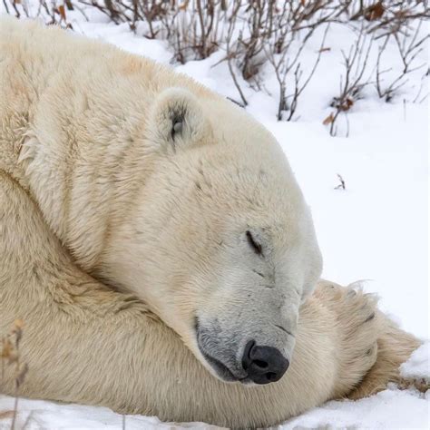 Bear Facts™ on Instagram: “FACT: Only female polar bears hibernate ...
