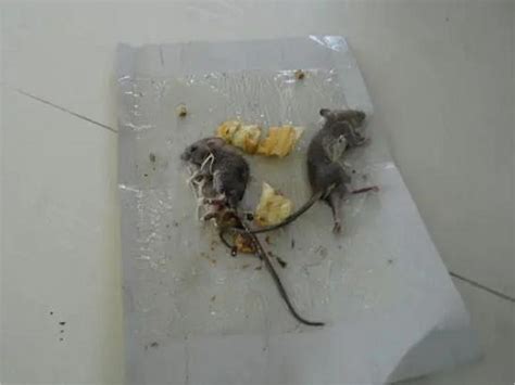 科学家首次让2只雄性老鼠产仔！男人生娃不是梦？_凤凰网视频_凤凰网