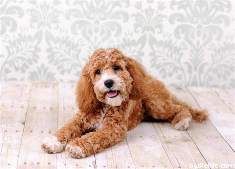 Image result for Cockapoo Full Size
