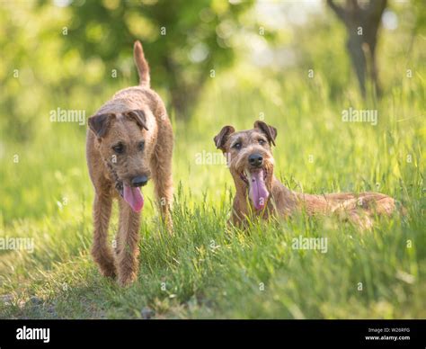 Understanding The Natural Habitat Of Dogs In The Modern World