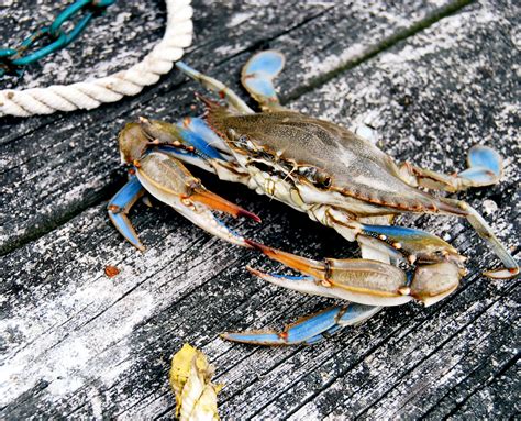 All About The Maryland Blue Crab | VisitMaryland.org