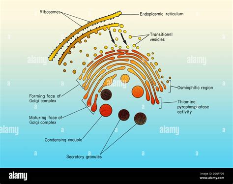 Colorized diagram of the Golgi apparatus, associated cisternae of the ...
