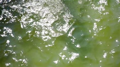 Reflection 的图像结果