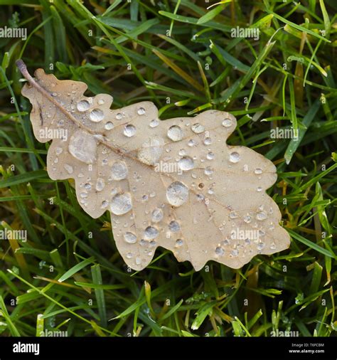 Drip water leaf hi-res stock photography and images - Alamy