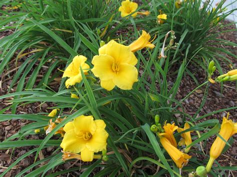 ‘Stella D’Oro’- First And Last Daylily To Bloom | What Grows There ...