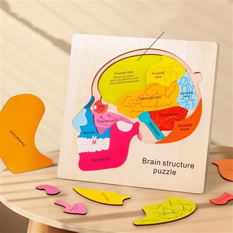 Brain Structure Puzzle – Eduspark Toys