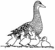 lustige enten ausmalbilder n de 20 ausmalbilder enten lustige enten ausmalbilder n de 20 ausmalbilder enten