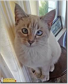 ragdoll mix lila siamese ragdoll mix april 10 2016 ragdoll mix lila siamese ragdoll mix april 10 2016