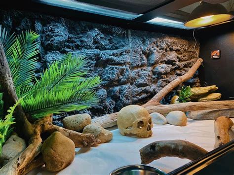 50 Best Bearded Dragon Enclosure Ideas - ThePetEnthusiast