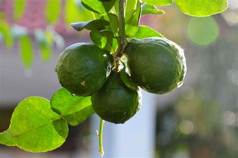 Learn How To Care For A Kaffir Lime Tree