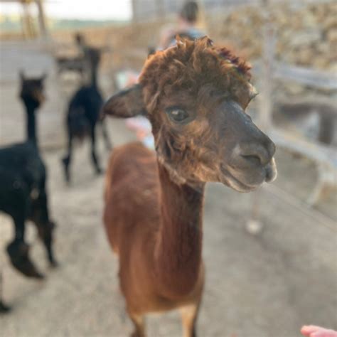 GOZO ALPACA WALKS - All You Need to Know BEFORE You Go 2026 (with ...
