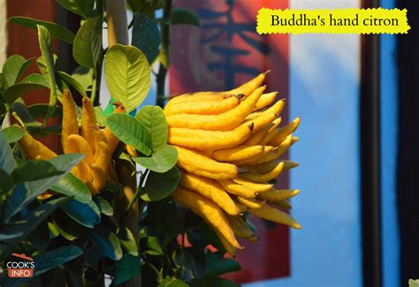 Buddha's Hand Citron - CooksInfo