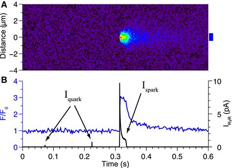 Dynamics of Calcium Sparks and Calcium Leak in the Heart: Biophysical Journal