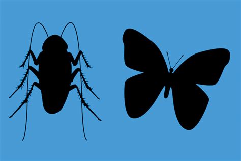 Types SOF Kinds 的图像结果