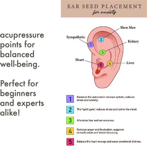Anxiety Ear Seed Placement Chart, Comprehensive Acupuncture Ear Chart Guide, Ear Seeding Chart ...