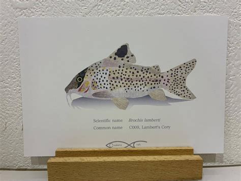 Brochis lamberti Postcard | Osakanacraft